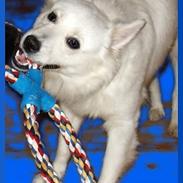 Dansk Spids frederikke