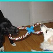 Dansk Spids frederikke