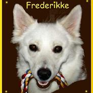 Dansk Spids frederikke