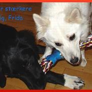 Dansk Spids frederikke