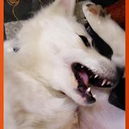 Dansk Spids frederikke