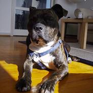 Amerikansk staffordshire terrier Taz