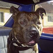 Amerikansk staffordshire terrier Taz