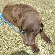Labrador retriever Julle *DØD*