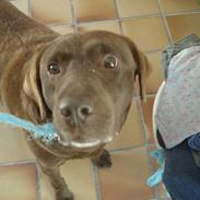 Labrador retriever Julle *DØD*