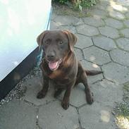 Labrador retriever Julle *DØD*