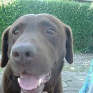 Labrador retriever Julle *DØD*