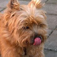 Cairn terrier Mathe
