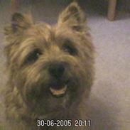 Cairn terrier Mathe