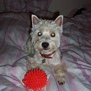 West highland white terrier Molly