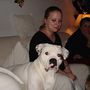 Amerikansk bulldog Chopin