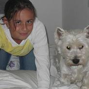 West highland white terrier Rasmus