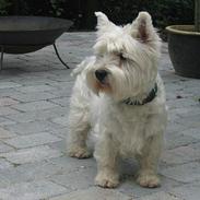 West highland white terrier Rasmus