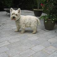West highland white terrier Rasmus