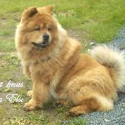 Chow chow tulle