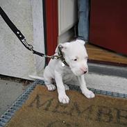 Amerikansk bulldog Mickey