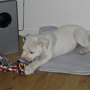 Amerikansk bulldog Mickey