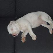 Amerikansk bulldog Mickey