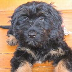 Cao da serra de aires Thea