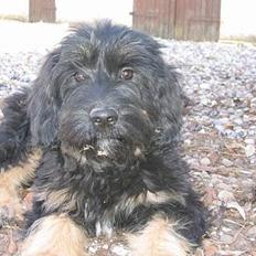 Cao da serra de aires Thea
