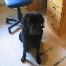 Labrador retriever fie ( aflivet ;(