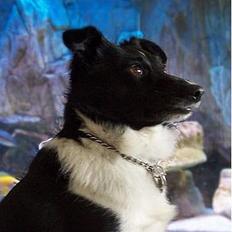 Blanding af racer max