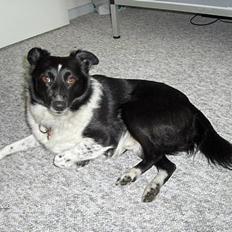 Blanding af racer max