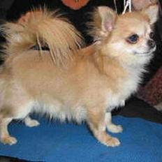 Chihuahua Teddy