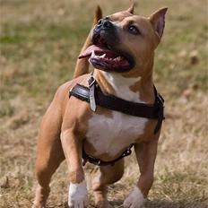 Amerikansk staffordshire terrier Nadia   *R.I.P.*