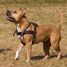 Amerikansk staffordshire terrier Nadia   *R.I.P.*