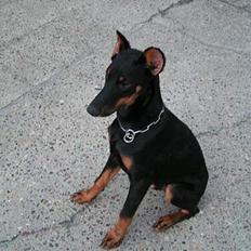 Dobermann sultan