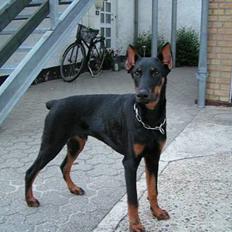 Dobermann sultan