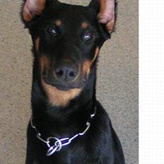 Dobermann sultan