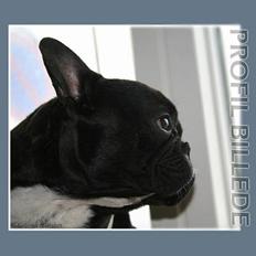 Fransk bulldog Shorty R.I.P.