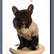 Fransk bulldog Shorty R.I.P.