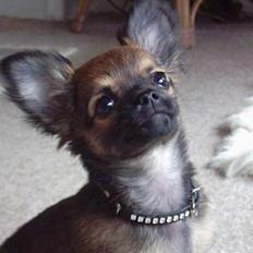 Chihuahua Malthe