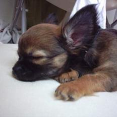 Chihuahua Malthe