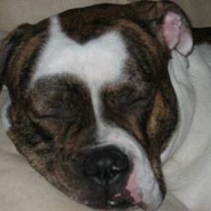 Amerikansk bulldog Cæsar