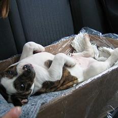 Amerikansk bulldog Cæsar