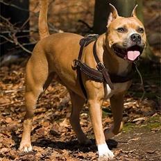 Amerikansk staffordshire terrier Nadia   *R.I.P.*