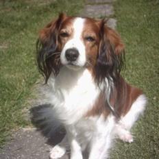 Kooikerhondje Lucky