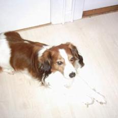 Kooikerhondje Lucky