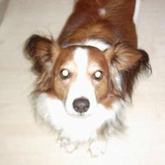 Kooikerhondje Lucky