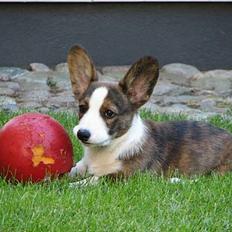 Welsh corgi cardigan Faarup Xray