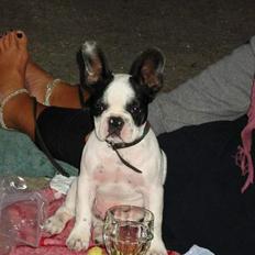 Fransk bulldog Finn