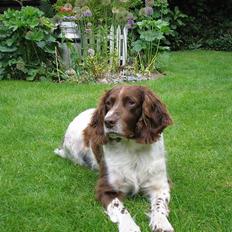 Engelsk springer spaniel Twister F.T. "R.I.P"
