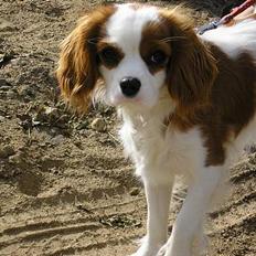 Cavalier king charles spaniel Bella - født 15 oktober