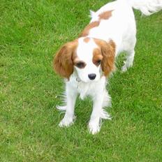 Cavalier king charles spaniel Bella - født 15 oktober