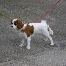 Cavalier king charles spaniel Bella - født 15 oktober
