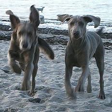 Langhåret Weimaraner Agge